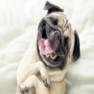 Un estudio asegura que los perros pueden sonreir cuando estan contentos